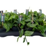 Monstera siltepecana monstera srebrzysta wys. ok. 20cm