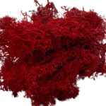 Mech Chrobotek do terrarium czerwony 100g