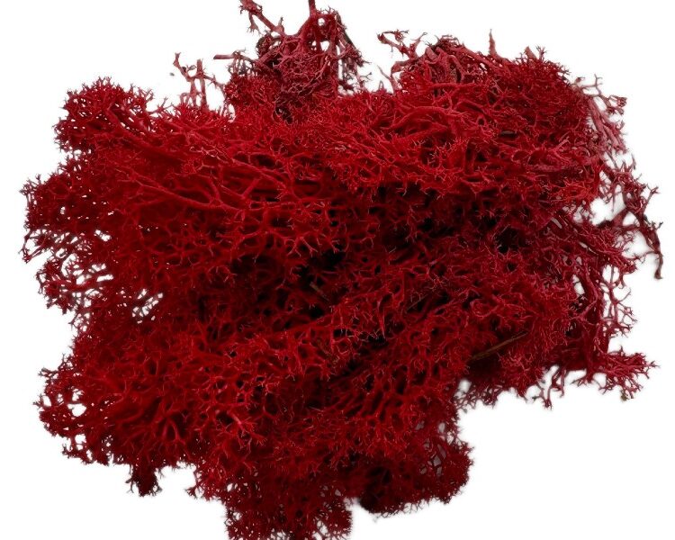 Mech Chrobotek do terrarium czerwony 100g