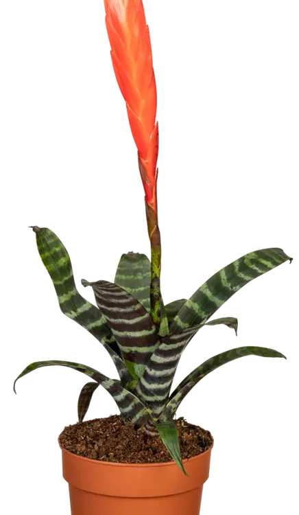 Bromelia Vriesea Era