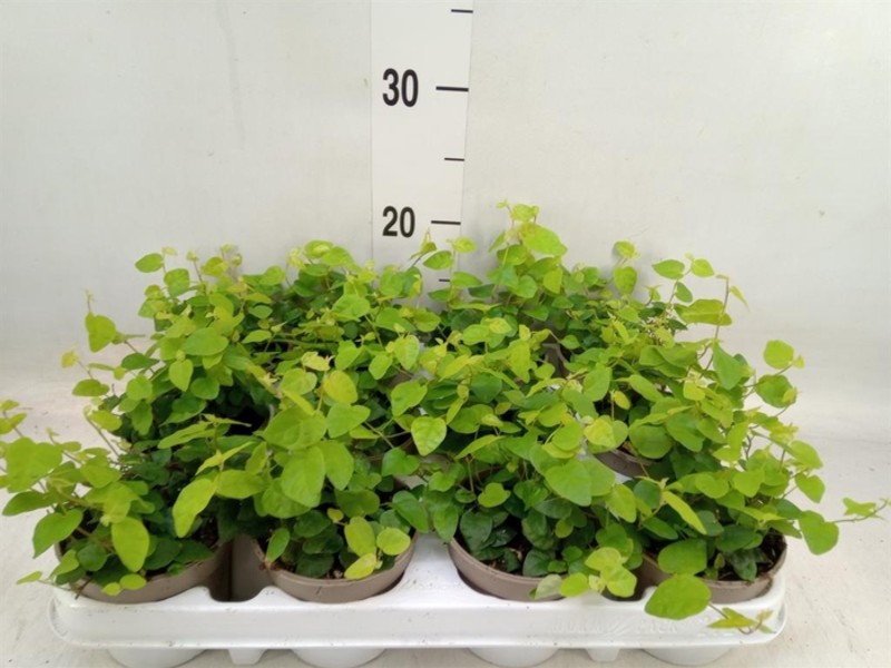 Fikus Ficus pumila Green Sunny wys. 20 Fikus Ficus pumila Green Sunny wys. 20 - obrazek 2