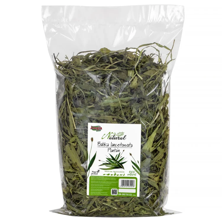 Żółw żabuti (Chelonoidis carbonarius) – tropikalny mieszkaniec Ameryki Południowej w domowym terrarium Alegia Natural Babka Lancetowata 300g