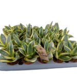 Sansevieria trifasciata 'Golden Hahnii' wężownica wys 12cm