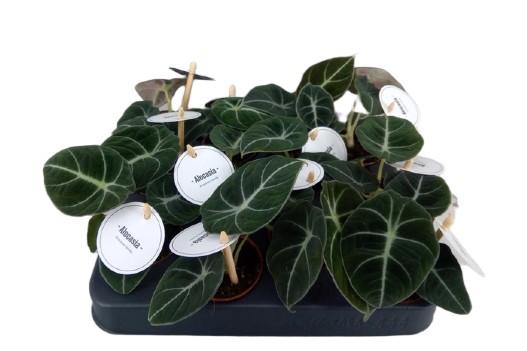 Alocasia alokazja Black Velvet