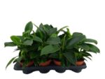 Philodendron 'Green Princess' filodendron wys 30cm