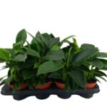 Philodendron 'Green Princess' filodendron wys 30cm