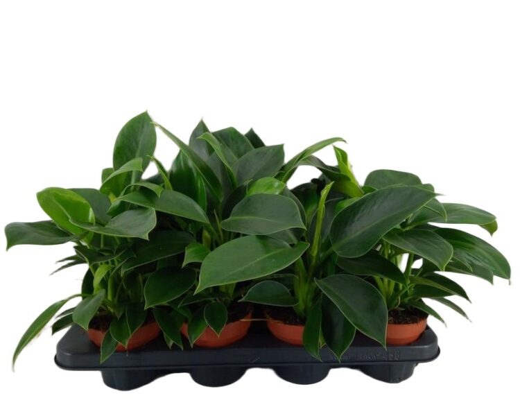 Philodendron 'Green Princess' filodendron wys 30cm