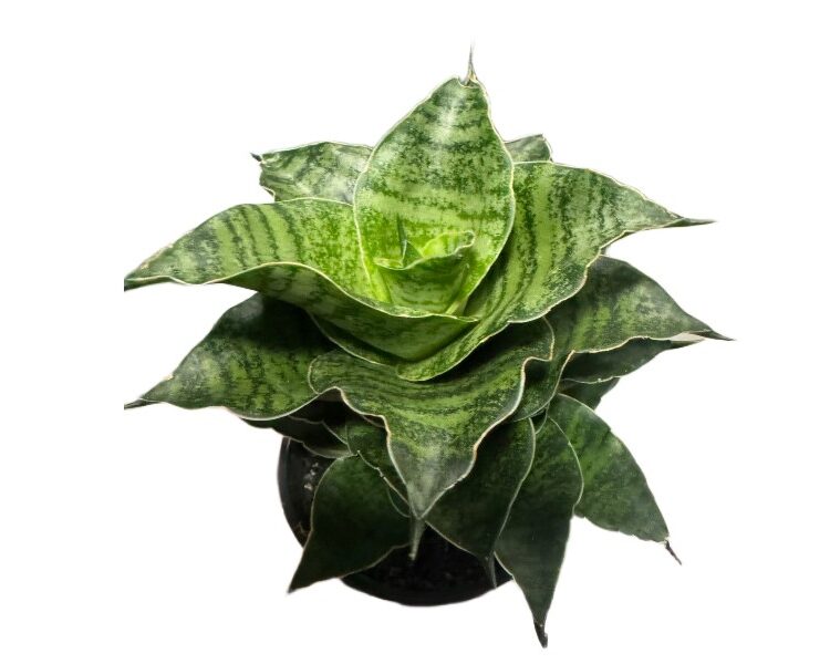 Sansewieria Sansevieria Mahanakorn wys 15cm rzadka unikat