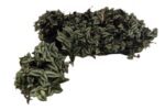 Tradescantia zebrina Purpusii – trzykrotka pasiasta Purpusii