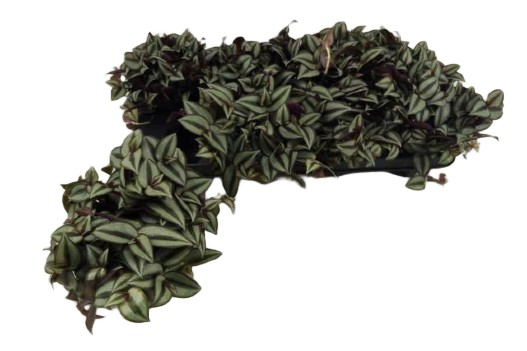 Tradescantia zebrina Purpusii – trzykrotka pasiasta Purpusii