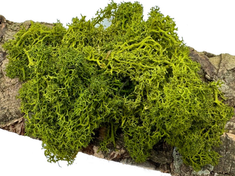 Mech Chrobotek do terrarium średni zielony 100g Mech Chrobotek do terrarium średni zielony 100g - obrazek 2