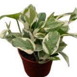 Epipremnum Scindapsus Njoy roślina do terrariów tropikalnych dla gadów