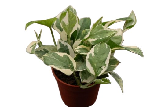 Epipremnum Scindapsus Njoy roślina do terrariów tropikalnych dla gadów