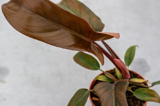 Philodendron Florida Bronze filodendron brązowy wys 30cm Philodendron Florida Bronze filodendron brązowy wys 30cm - obrazek 2