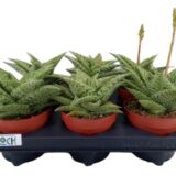 Aloes Aloe variegata Tribal