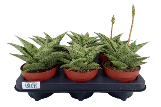 Strona Główna Aloes Aloe variegata Tribal