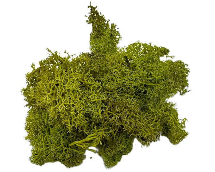 Mech Chrobotek do terrarium limonkowa zieleń 100g