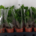 Zamioculcas zamiifolia wys 35cm - obrazek 2