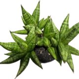 Sansewieria Sansevieria ‘Yaya Fan’ wys 12cm unikalna rzadka