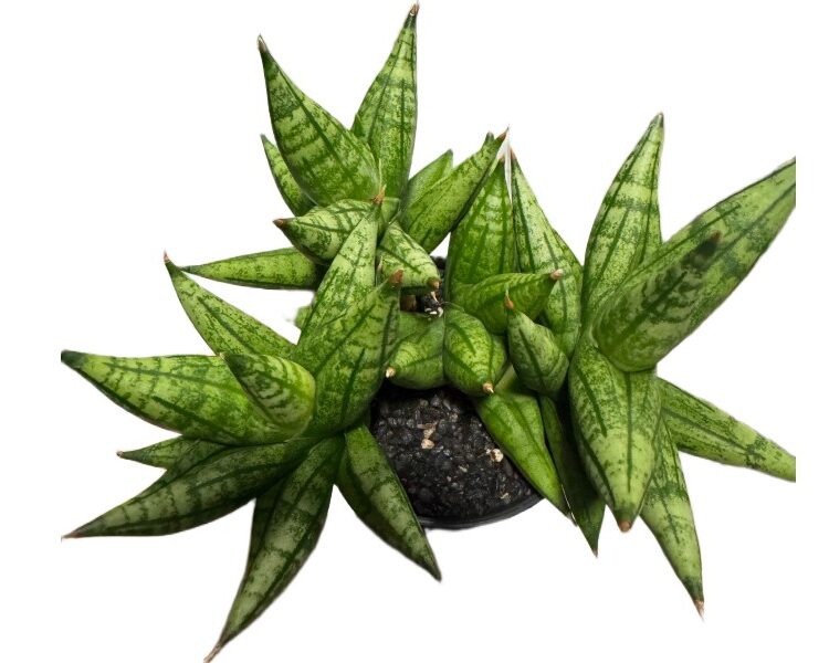 Sansewieria Sansevieria ‘Yaya Fan’ wys 12cm unikalna rzadka