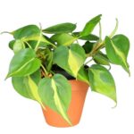 Philodendron Scandens 'Brasil' Filodendron brazylijski wys 25cm