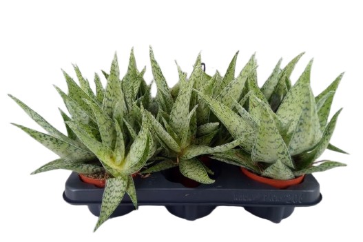 Aloes Delta Lights ALOES DALTA sukulent wys 20cm Aloes Delta Lights ALOES DALTA sukulent wys 20cm - obrazek 4