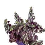 Tradescantia Purple Passion – purpurowa trzykrotka wys do 20cm