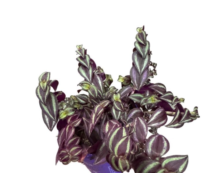 Tradescantia Purple Passion – purpurowa trzykrotka wys do 20cm
