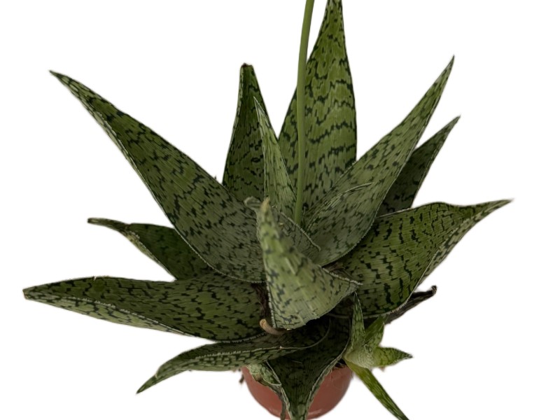Aloes Delta Lights ALOES DALTA sukulent wys 20cm Aloes Delta Lights ALOES DALTA sukulent wys 20cm - obrazek 2
