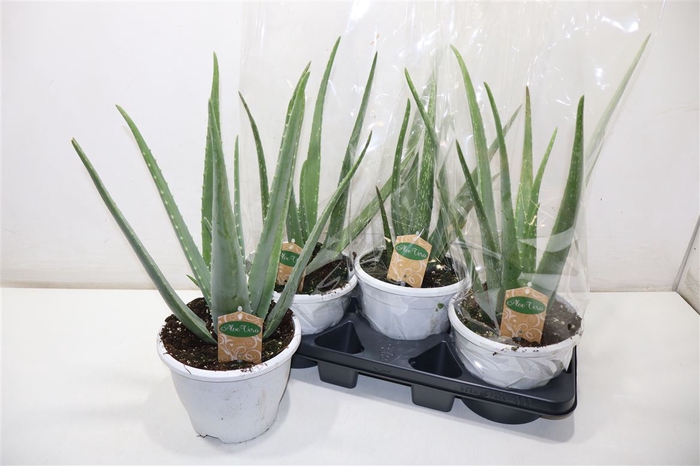 Sukulent Aloe Vera wys. 55cm duża doniczka 19cm