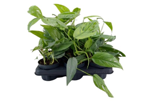 Epipremnum pinn. 'Cebu Blue' roślina wys. 20