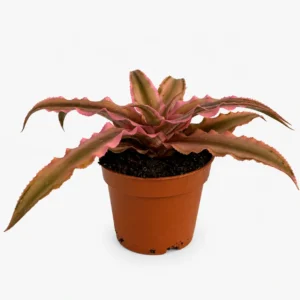 bromelia pink star