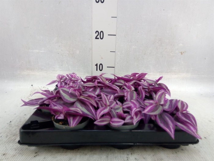 Tradescantia 'Pink Paradise – urocza trzykrotka wys 10cm Tradescantia 'Pink Paradise – urocza trzykrotka wys 10cm - obrazek 3