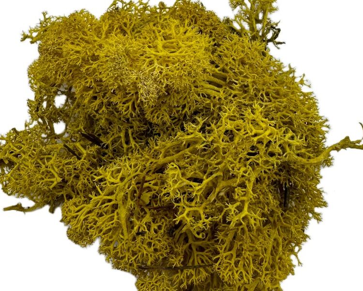 Mech Chrobotek do terrarium żółty 100g