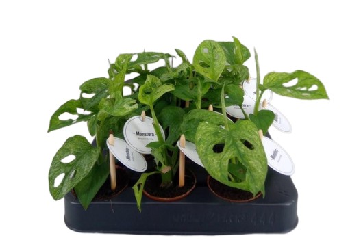 Monstera obliqua Leichtlinii monstera drobnolistna wys. do 20cm