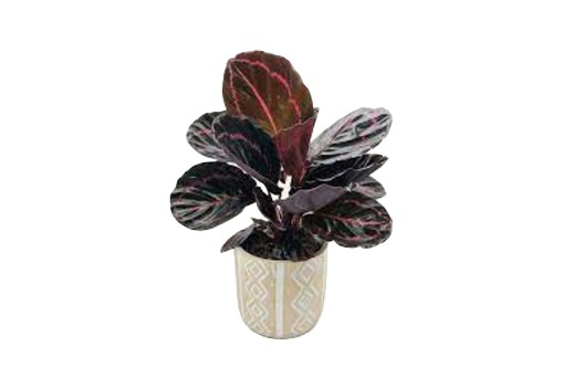 Calathea roseopicta Dottie Kalatea roślina tropikalna wys. 30cm