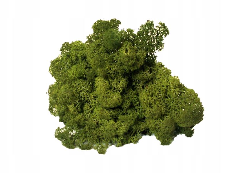 Mech Chrobotek do terrarium średni zielony 100g Mech Chrobotek do terrarium średni zielony 100g - obrazek 3