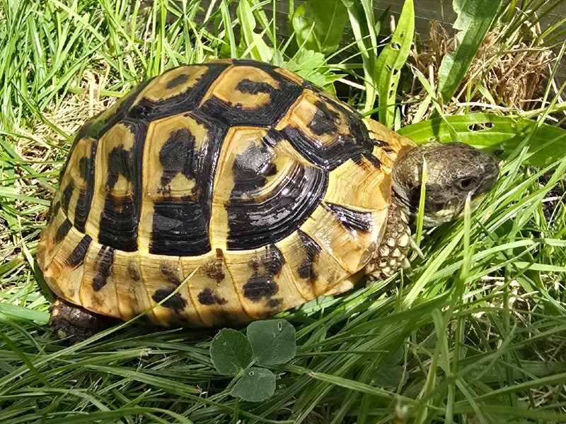 Żółw grecki Testudo Hermanni Boettgeri Żółw grecki Testudo Hermanni Boettgeri - obrazek 2