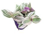 Tradescantia Unicorne – trzykrotka wys 10cm - obrazek 2