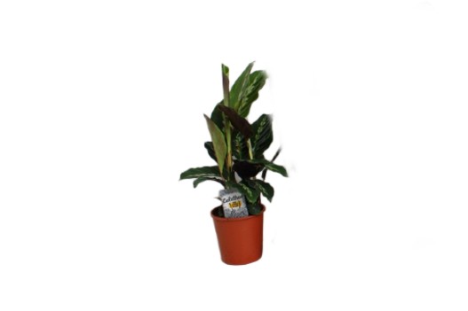 Calathea Kalatea 40cm