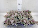 Tradescantia Unicorne – trzykrotka wys 10cm - obrazek 3