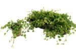 Fikus Ficus pumila Green Sunny - obrazek 2