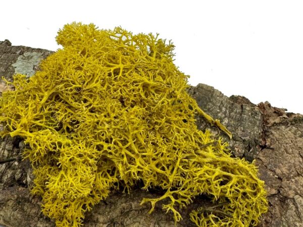 Mech Chrobotek do terrarium żółty 100g - obrazek 4