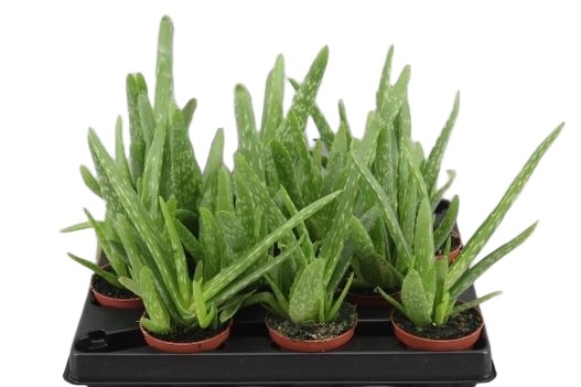 Sukulent Aloe Vera 20cm