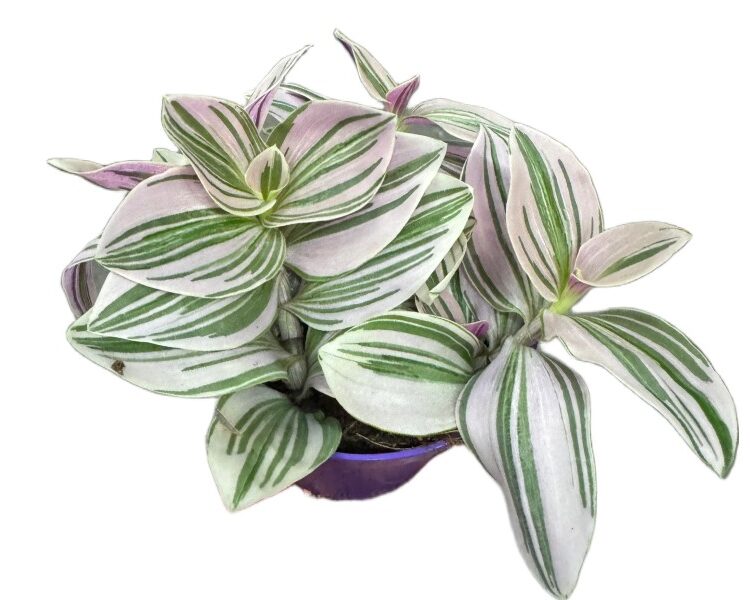Tradescantia Unicorne – trzykrotka wys 10cm