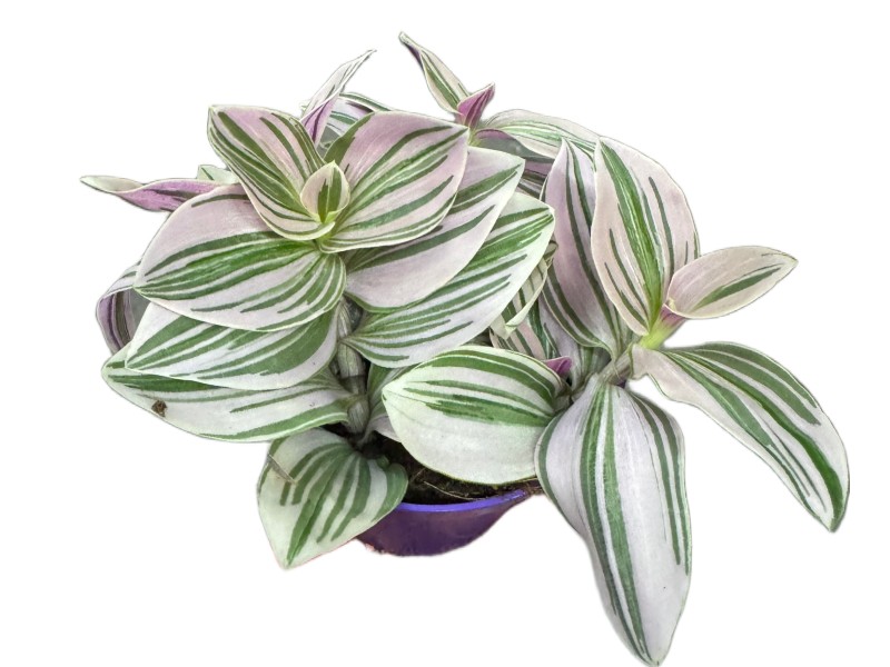 Tradescantia Unicorne – trzykrotka wys 10cm Tradescantia Unicorne – trzykrotka wys 10cm