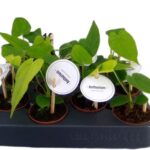 Anturium 15cm anturium roślina doniczkowa