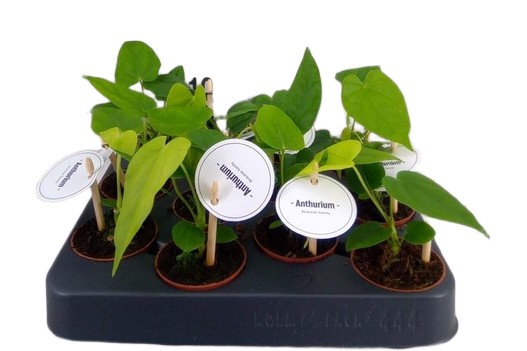 Anturium 15cm anturium roślina doniczkowa