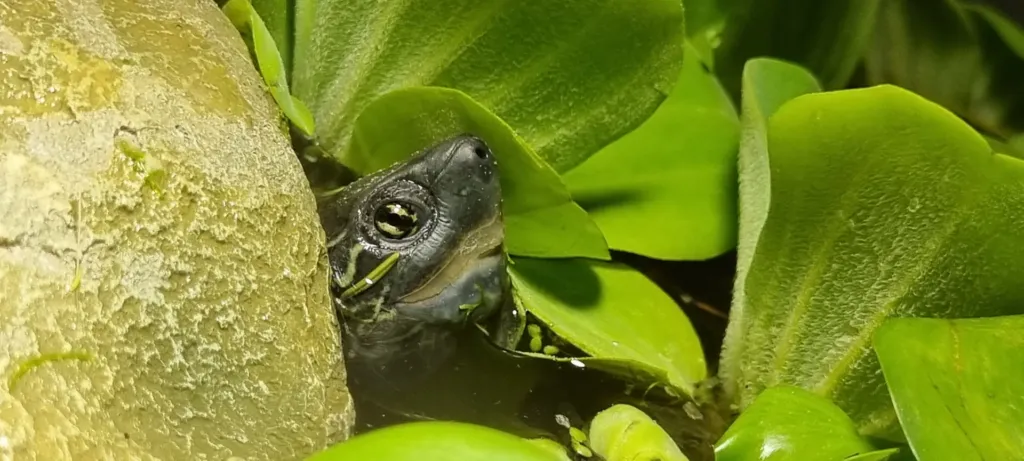 Znaczenie słońca i witaminy D₃ a prawidłowa suplementacja żółwi. Znaczenie słońca i witaminy D₃ a prawidłowa suplementacja żółwi.