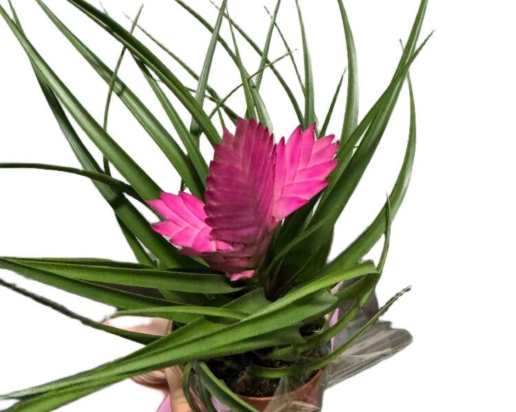 Bromelia oplątwa niebieskawa z różowym kwiatostanem wys. 45cm